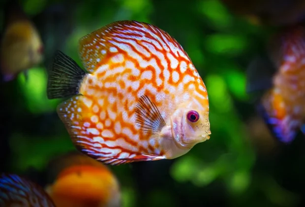 Aquarium de Biarritz