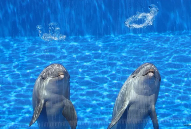 Aquarium de Biarritz (2)
