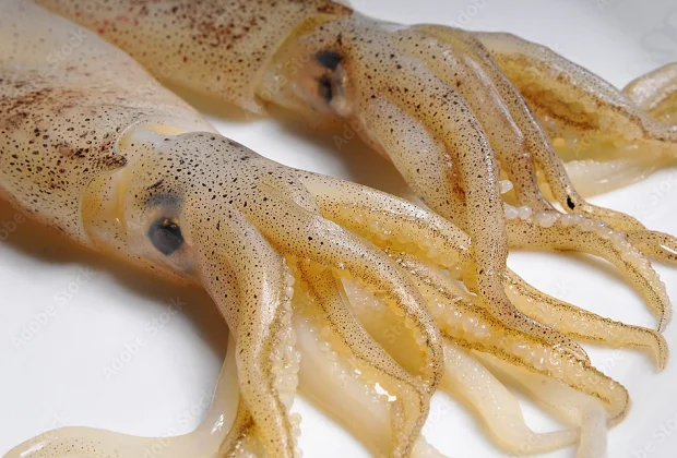 Chipirons à l'Encre, Gastronomie Basque